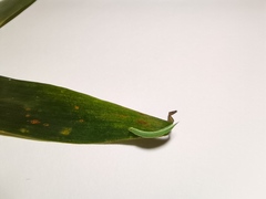 Lethe syrcis