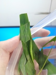 Lethe syrcis