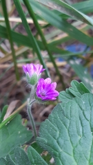 Geranium molle