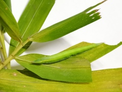 Lethe syrcis