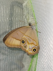 Lethe syrcis