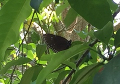 Euploea eyndhovii