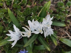 Scilla mischtschenkoana