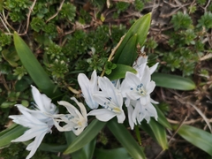 Scilla mischtschenkoana