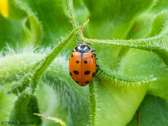 Hippodamia convergens