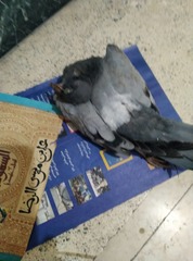 Columba livia domestica