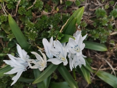 Scilla mischtschenkoana