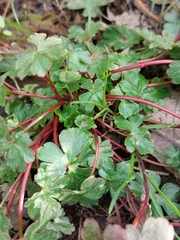 Geranium lucidum