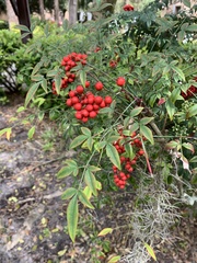 Nandina domestica