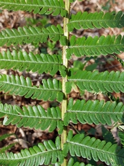 Dryopteris affinis
