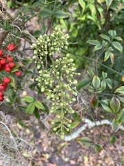 Nandina domestica