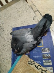 Columba livia domestica