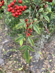 Nandina domestica