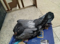 Columba livia domestica