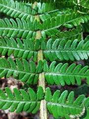 Dryopteris affinis