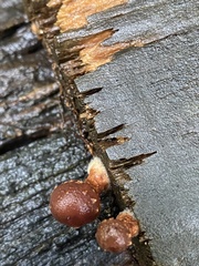 Psathyrella echinata