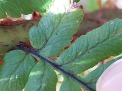 Dryopteris affinis