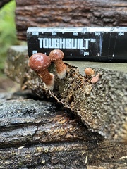 Psathyrella echinata