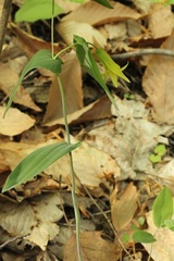 Uvularia perfoliata