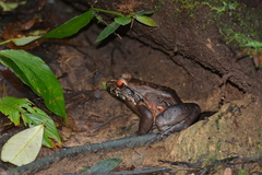 Leptodactylus rhodomerus