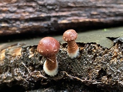 Psathyrella echinata