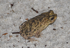 Rhinella merianae