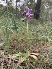 Anacamptis morio longicornu