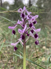 Anacamptis morio longicornu