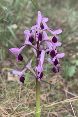 Anacamptis morio longicornu