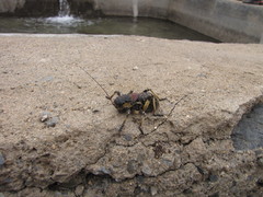 Eugaster laevigata