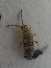 Entomobrya assuta