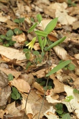 Uvularia perfoliata