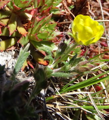 Potentilla arenosa