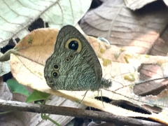 Ypthima baldus newboldi