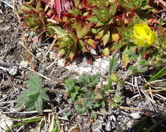 Potentilla arenosa