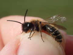 Andrena bimaculata