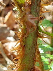 Dryopteris affinis
