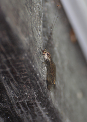 Ululodes macleayanus