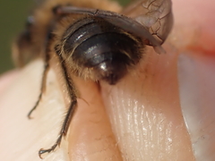 Andrena bimaculata