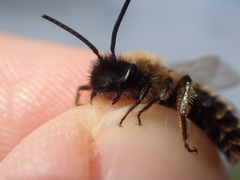 Andrena bimaculata
