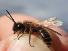 Andrena bimaculata