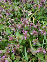 Lamium purpureum