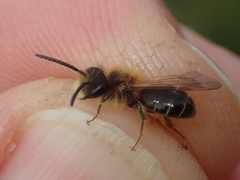Andrena dorsata