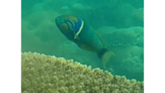 Thalassoma hebraicum