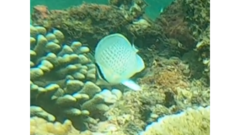 Chaetodon guttatissimus