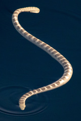 Hydrophis ornatus