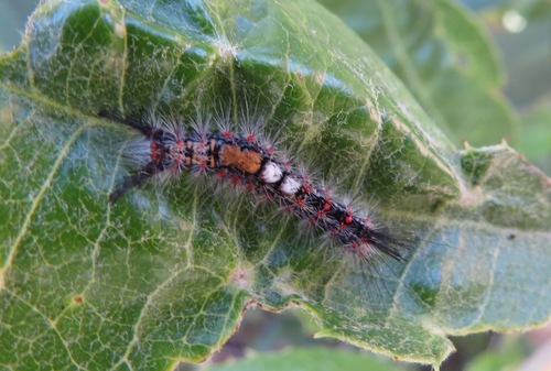 iNaturalist observation photo of Western Tussock Moth