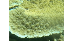 Acropora branchi