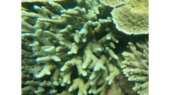 Porites cylindrica