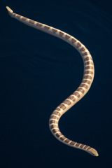 Hydrophis ornatus